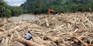 Peredaran Kayu Ilegal, Ancaman Nyata bagi Masa Depan Hutan