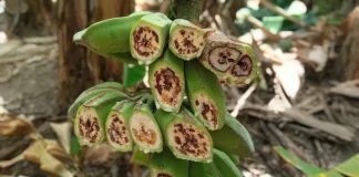 Bukan Karena Cuaca, Ini Penyebab Pohon Pisang Mendadak Layu dan Mati