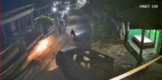 Pencuri Beraksi Lagi, Dua Sapi Senilai Rp50 Juta Digondol Pikap Hitam di Tutur