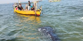 Fenomena Tahunan! Kawanan Hiu Tutul Kembali Hiasi Perairan Pasuruan