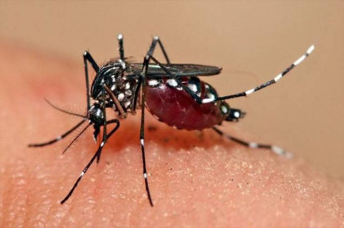 sedang_1571037646infeksi-demam-berdarah-dengue-kedua-bisa-berakibat-fatal-xUt