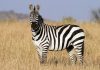 Kenapa Zebra Tidak Pernah Jadi Hewan Tunggangan? Ini Faktanya