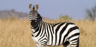 Kenapa Zebra Tidak Pernah Jadi Hewan Tunggangan? Ini Faktanya