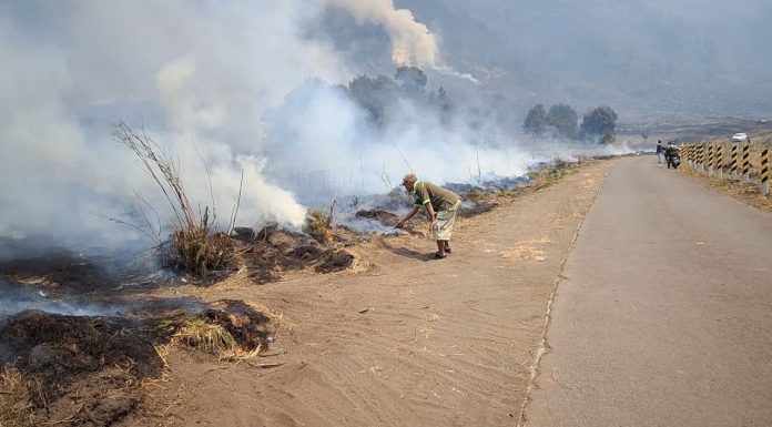 Kebakaran Bromo Meluas Hingga 50 Hektare, Warga dan Tim Gabungan Padamkan Api dengan Ranting Pohon