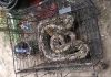 Warga Plintahan Pandaan Heboh, Piton 3,5 Meter Ditemukan di Kebun