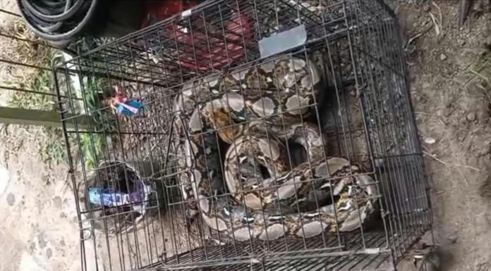 Warga Plintahan Pandaan Heboh, Piton 3,5 Meter Ditemukan di Kebun