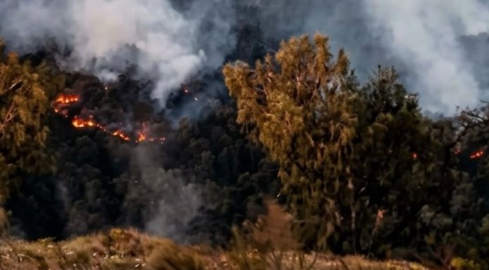Kebakaran Hutan di Gunung Arjuna Sudah Mulai Padam, Petugas Lakukan Pembasahan