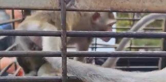 Bukan Bosan, Ini Alasan Pemilik Dua Monyet di Pasuruan Minta Dievakuasi Damkar