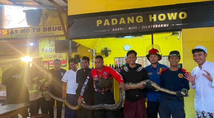 Bikin Geger! Piton 5 Meter Terekam CCTV Masuk Warung Kopi di Gondang Wetan