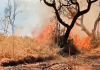 Kebakaran Hutan Perhutani di Gempol Hanguskan 0,5 Hektar Lahan