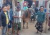 Sapi Diduga Hasil Curian Terjatuh dari Kendaraan di Probolinggo, Polisi Telusuri Pelaku