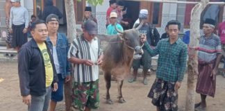 Sapi Diduga Hasil Curian Terjatuh dari Kendaraan di Probolinggo, Polisi Telusuri Pelaku