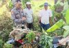 Petani Temukan Motor Trail Tertutup Daun Pisang di Kebun Winongan, Ternyata Milik Warga yang Hilang