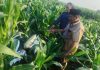 Motor Honda Beat Misterius Ditemukan di Sawah Probolinggo, Siapa Pemiliknya?