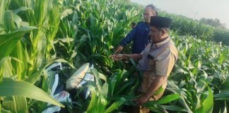 Motor Honda Beat Misterius Ditemukan di Sawah Probolinggo, Siapa Pemiliknya?
