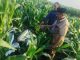 Motor Honda Beat Misterius Ditemukan di Sawah Probolinggo, Siapa Pemiliknya?