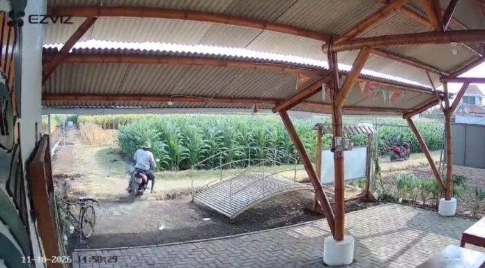 Motor Warga Sumberasih Probolinggo Hilang saat Mengairi Sawah, Terekam CCTV