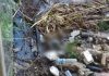 Warga Temukan Mayat Bayi Ditumpukan Sampah Sungai Bondoyudo