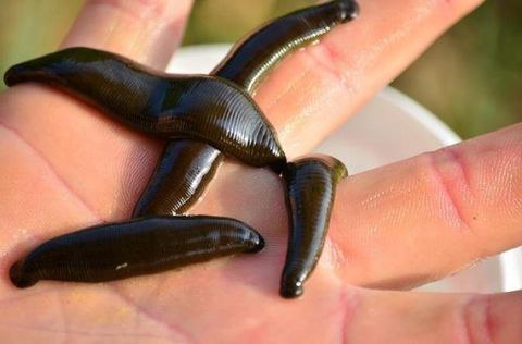 Pernah Mimpi Lintah Ternyata Begini Artinya Menurut Primbon Jawa Wartabromo