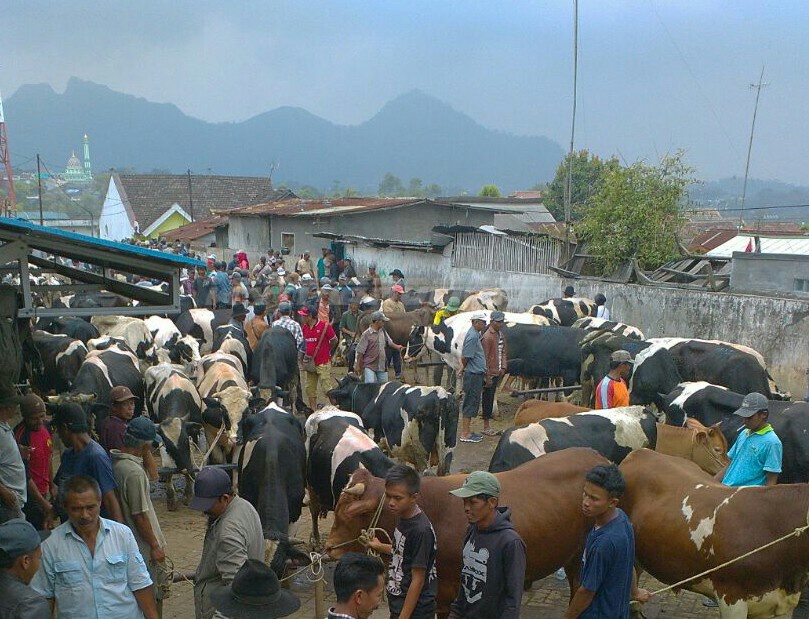 Pasar sapi tutur