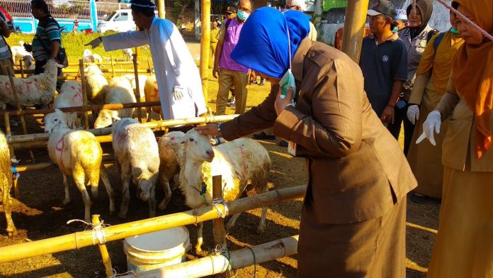 Kurban Kota Probolinggo