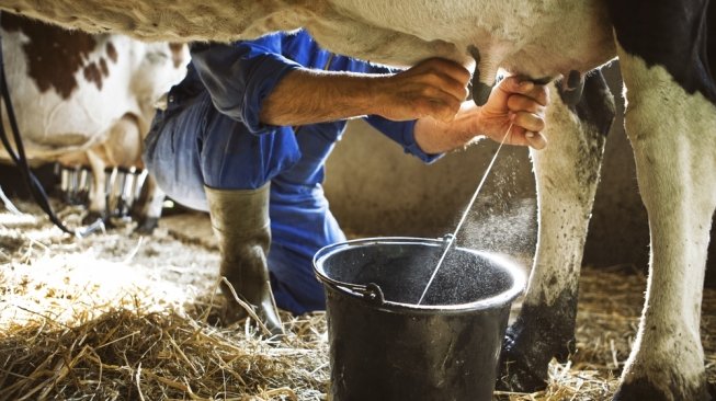 Capai 106 Ribu Ton Produksi Susu Di Pasuruan Lampaui Catatan