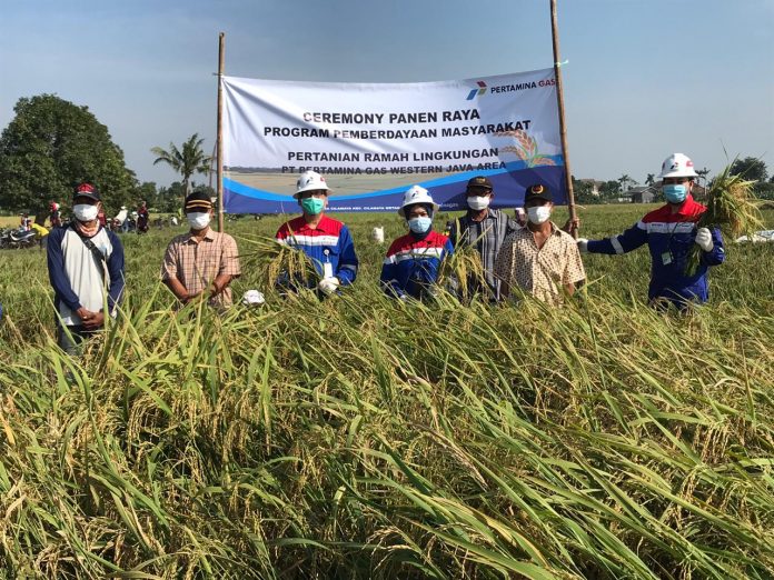 BINAAN PERTAGAS: Direktur Teknik dan Operasi PT Pertagas, Rosa Pertama Sari (tengah) didampingi Gatot Budi (seragam kiri) dan Widodo saat panen raya dengan Gapoktan Saluyu