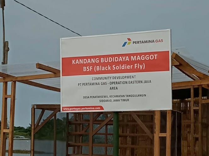 BINAAN PERTAGAS: Kandang Budidaya Manggot BSF di desa Penatarsewu Tanggulangin Sidoarjo ini sudah tegak berdiri.