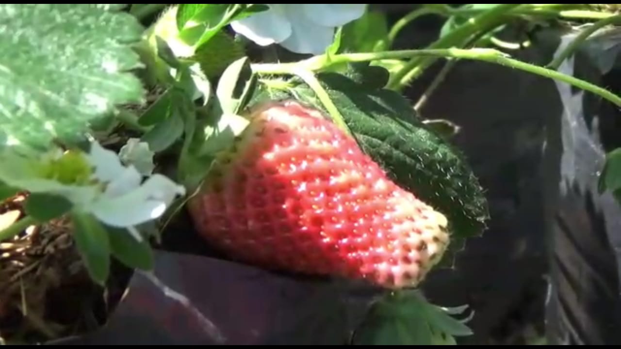 Wisata Petik Strawberry di Lereng Bromo Mulai Menggeliat ...