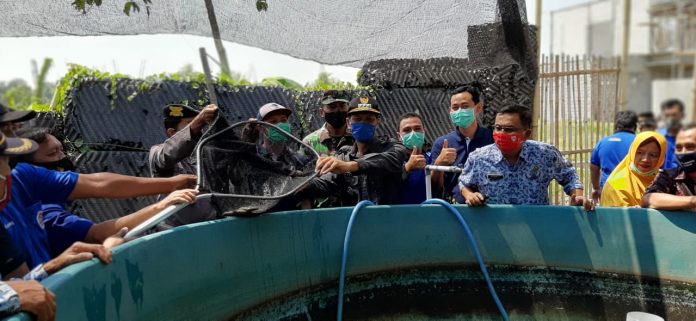 PENDAMPINGAN AQUA: Camat Winongan, Basmi bersama jajaran muspika, Kepala desa Mendalan, AQUA Keboncandi dan Karang Taruna melakukan panen perdana budidaya Lele di Desa Mendalan, Winongan, Rabu (17/9).