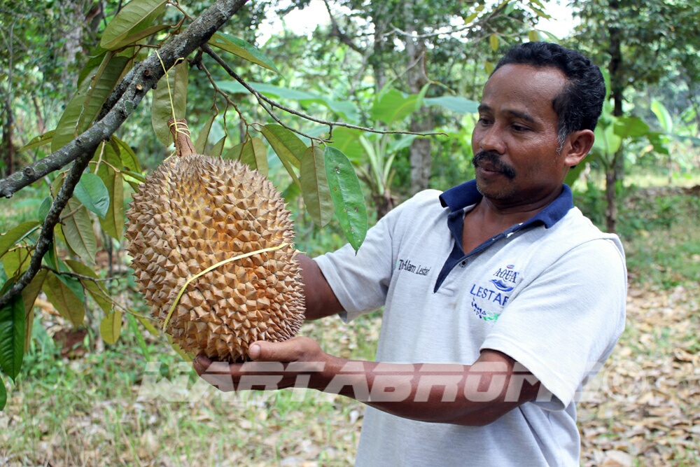 Unduh 42 Koleksi Gambar Durian Bajul Paling Bagus Gratis HD
