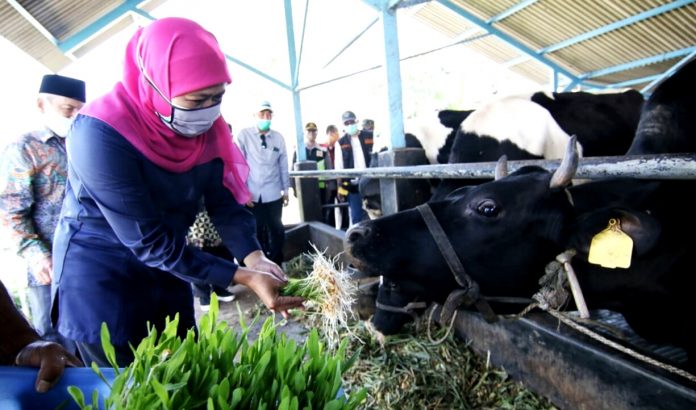 Sapi perah