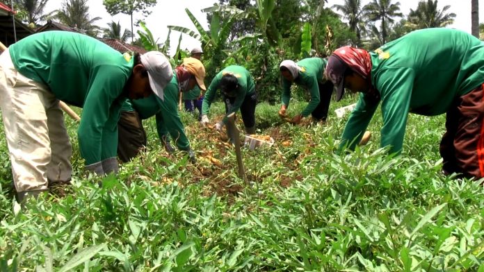 Petani ubi