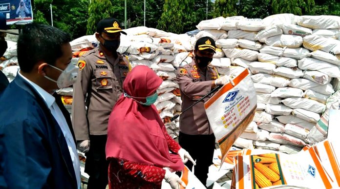 Bibit jagung palsu