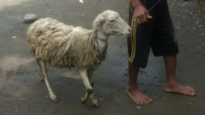 Seekor domba dituntun warga RT 16 RW 6 Dusun Krajan, Desa Karang Anyar, Kecamatan Paiton, Kabupaten Probolinggo. Dalam beberapa hari ini anjing liar, memangsa domba hingga meresahkan warga.