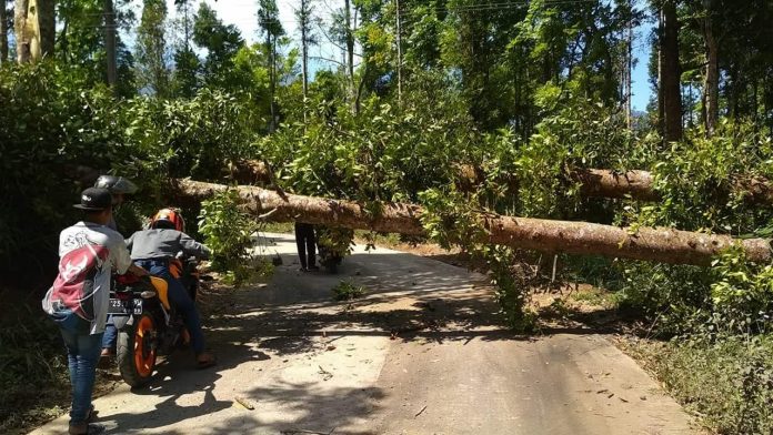 Waspadai Pohon Tumbang, BPBD Probolingggo Siagakan TRC