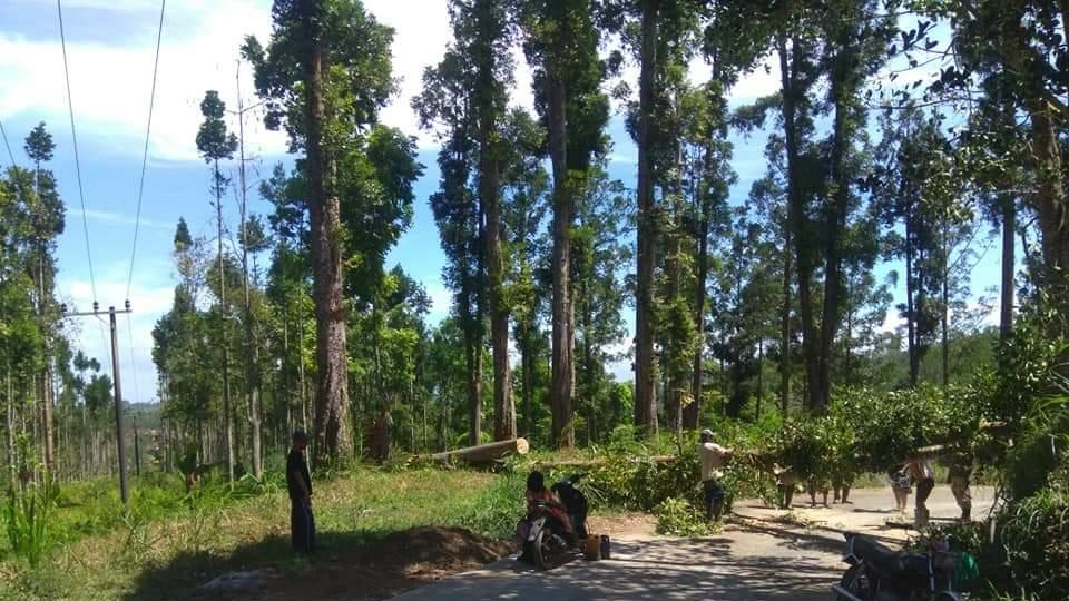 Waspada! BMKG Catat Ada Angin Kencang di Jawa Timur 