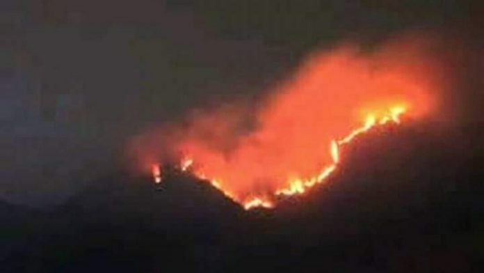 Argopuro terbakar