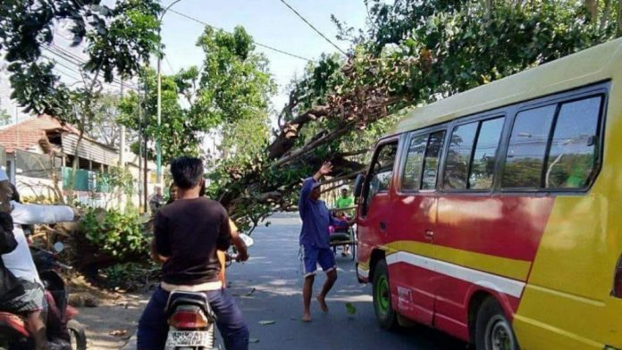 Pohon Tumbang di Jalan Brantas