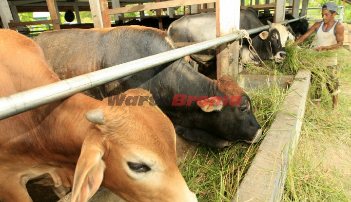 Pasuruan Akan Terima Hibah 10 Sapi Perah Dari Kementan Ri Wartabromo
