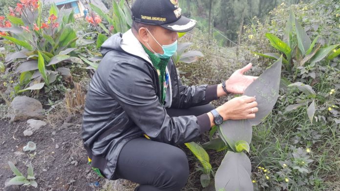 Tanaman di sekitar kantor Camat Tosari tertutup abu vulkanik Bromo, Kamis (28/3/2019). (Foto: Abdul Ghoni, Camat Tosari).