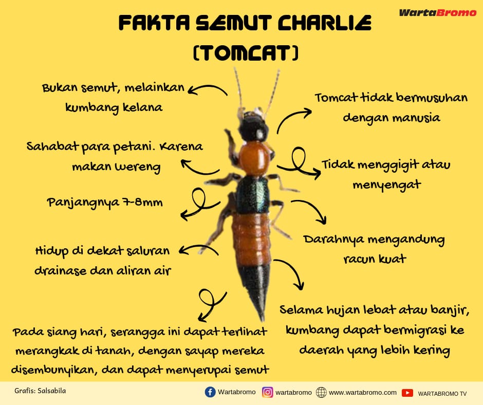 Fakta Semut Charlie Beracun Hingga Mematikan Wartabromo