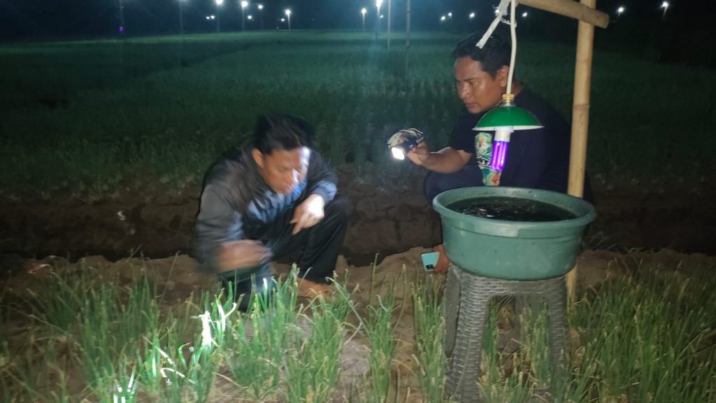 Efektif Tangkal Hama, PLN Dorong Petani Bawang Merah Gunakan Light Trap