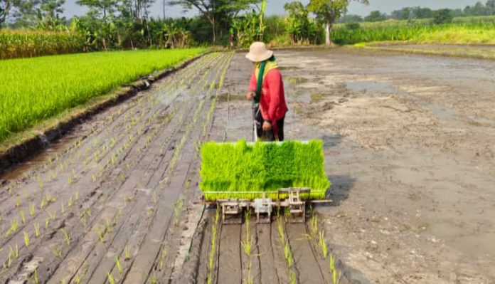 Keren! Pria Asal Gondang Wetan Ciptakan Alat Tanam Padi dari Mesin Potong Rumput