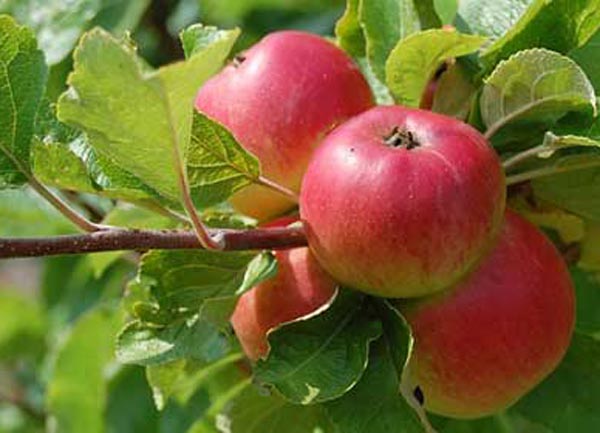 Makan Buah Apel Petik Pohon Memang Siiiiiip Tapi 