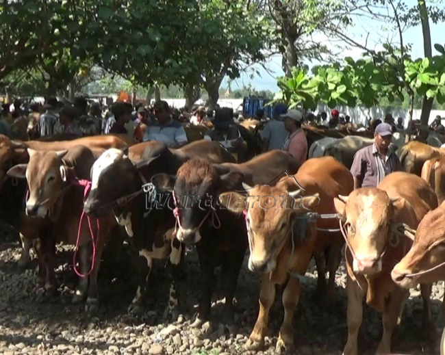 Harga Sapi Di Probolinggo Naik Hingga Rp2 Juta Per Ekor Wartabromo