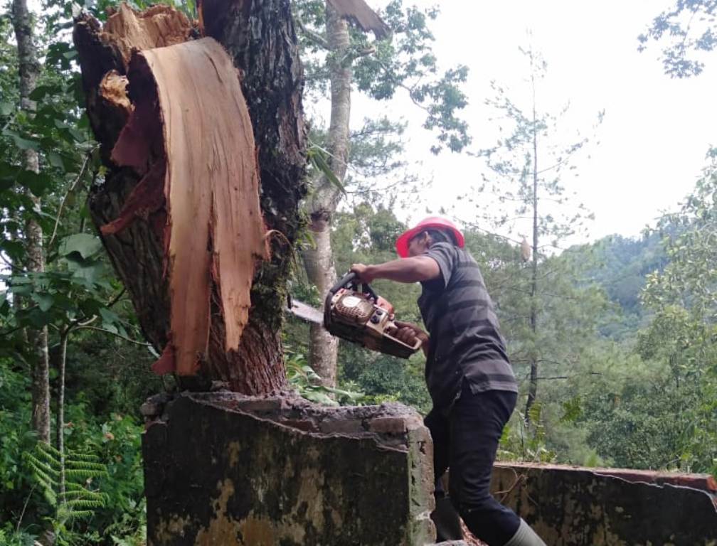 8 Pohon Tumbang, Jalur Ranu Pani Lumajang Tertutup Total WartaBromo
