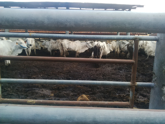 Dari Grati Pusat Penelitian Sapi Potong Ini Sebarkan Ilmu Ke
