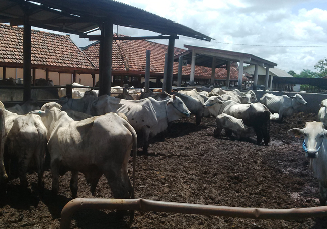 Dari Grati, Pusat Penelitian Sapi Potong Ini Sebarkan Ilmu ke Penjuru